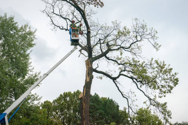 How Our Tree Care Process Works  in  Watertown, TN