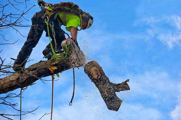 Watertown, TN Tree Services Company